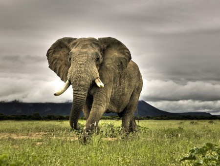 Huge Elephant in field