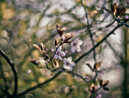 Spring tree and blur