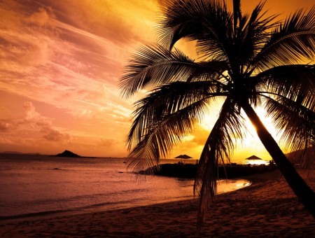 Sunset  and palm tree