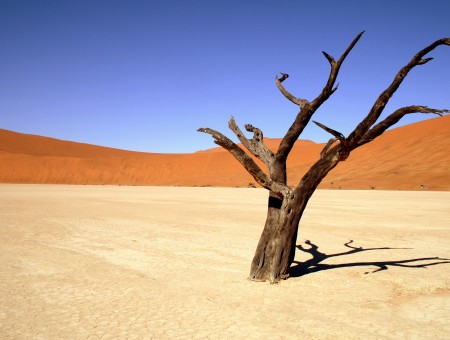 Alone tree in desert