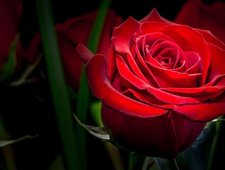Macro red rose