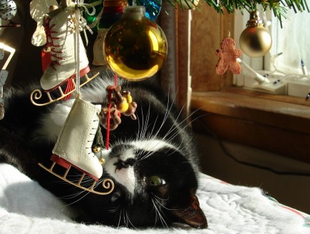 Cute cat under christmas tree