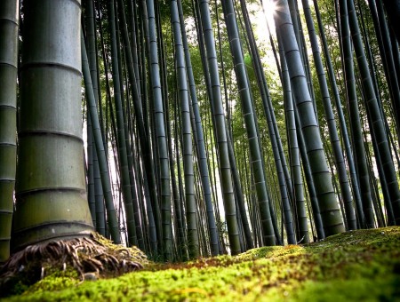 Bamboo forest and sun