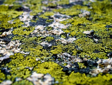 Stone moss