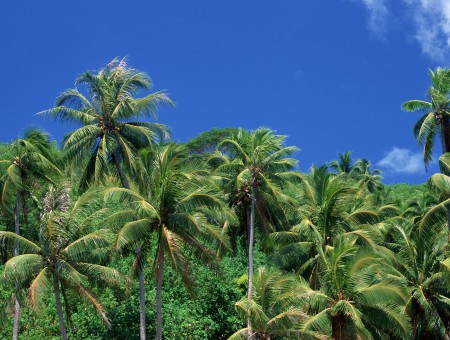 Huge palmes