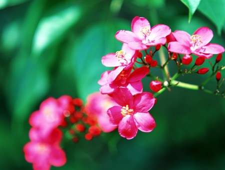 Perfect pink flower in tropics
