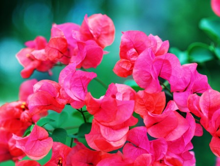 Bright pink flowers