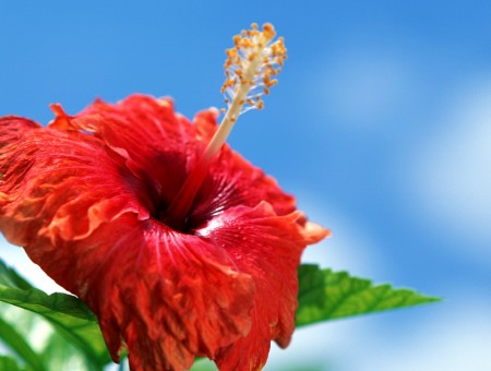 Red unusual flower