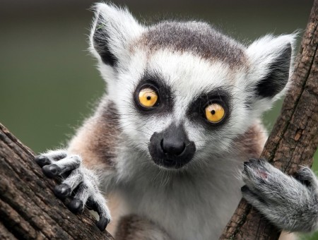 Lemur eyes 