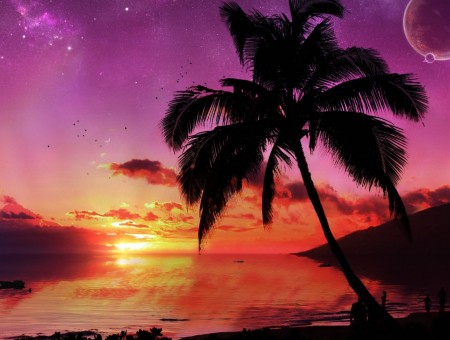  Palm tree at sunset