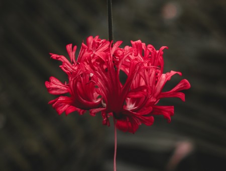 Red petals flowers