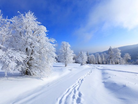 Snow winter foerst road