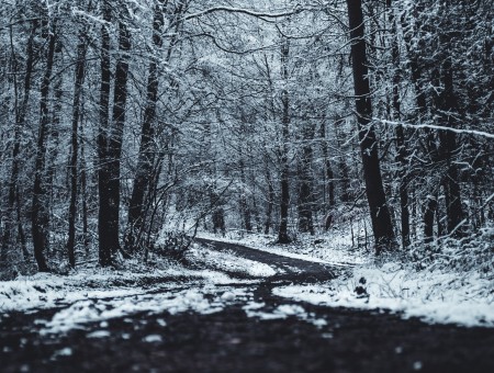 Horror winter road