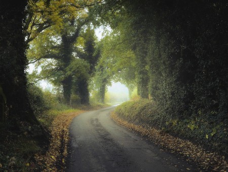 Fog dark road