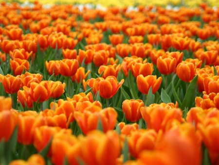 Orange flowers field
