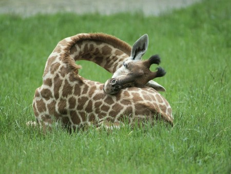 Giraffe on grass
