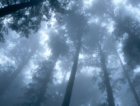 Fog forest