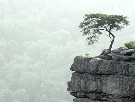 Lonely tree on rock