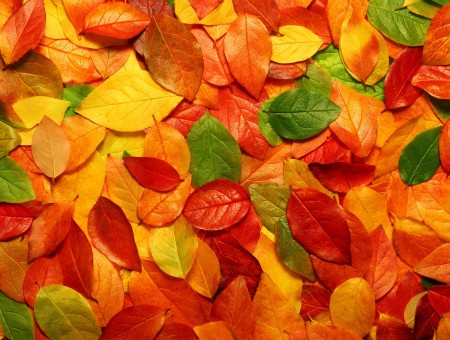 Autumn texture wallpaper