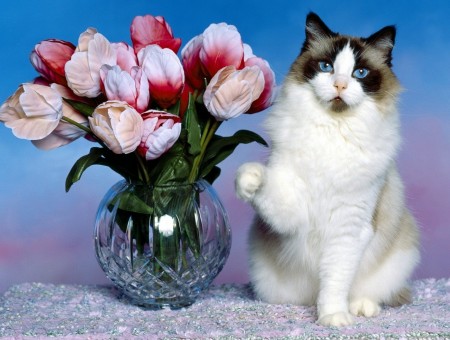 cat and nice flowers