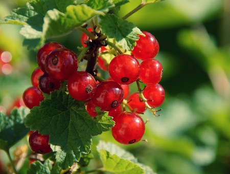 sweet red currant