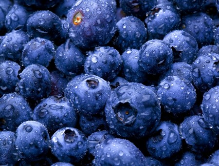 more and more blueberries
