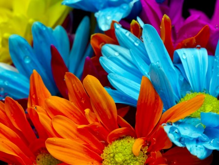 7 colors flowers
