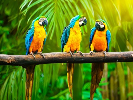 3 parrots on branch