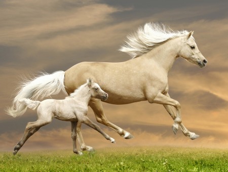 horse and its kid