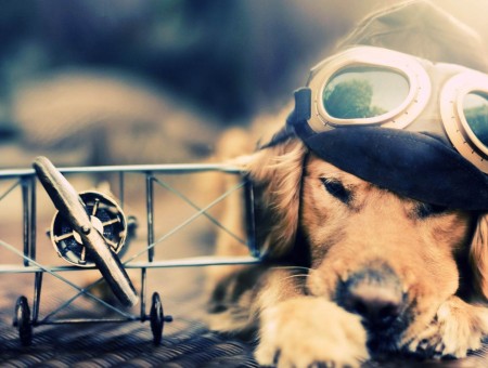 dog pilot