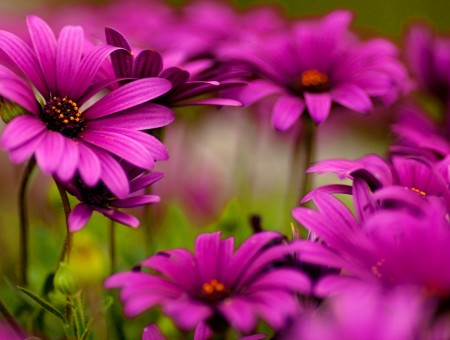 purple nice flowers