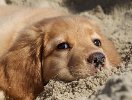 happy dog in sand