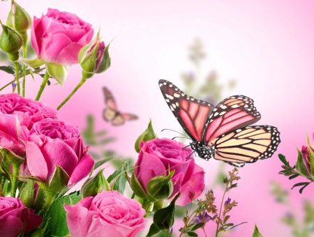 pink butterfly on roses