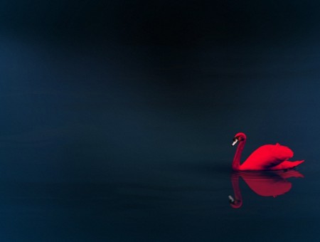 lone red swan