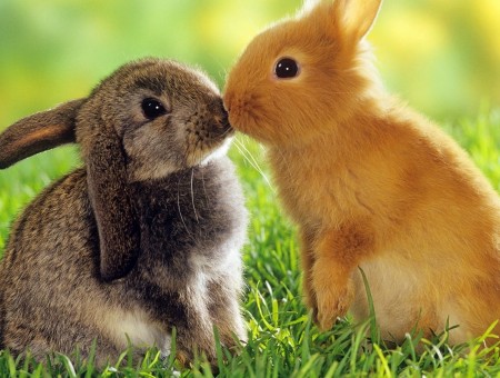 2 lovers rabbits