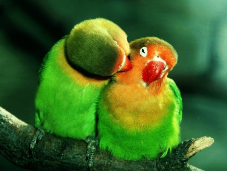 2 lovers parrots