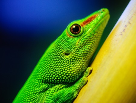 green lizard on yellow branch