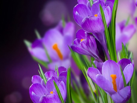 purple flowers very nice