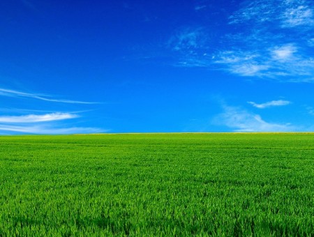grass and beautiful sky
