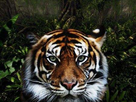 nice wild tiger