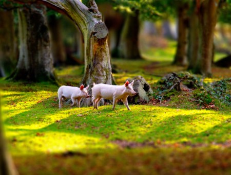 two pigs in forest