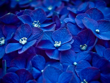 blue nice flowers