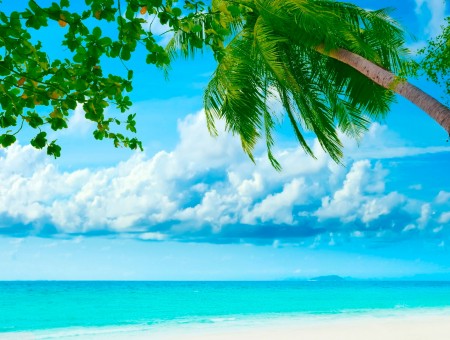palm tree above beach
