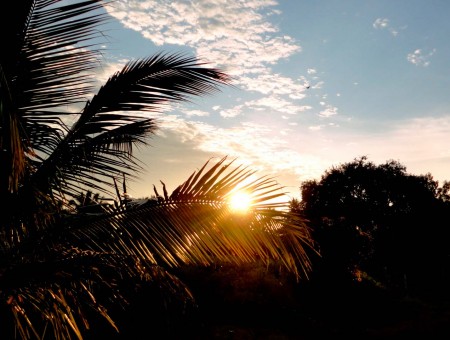 sun above palm tree