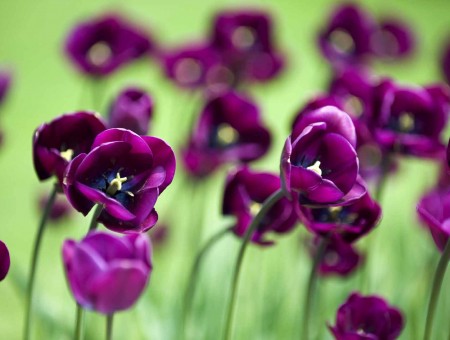macro purple flowers