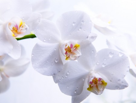 white flowers macro