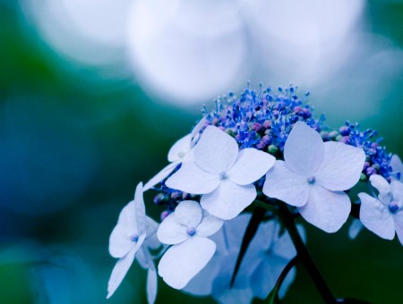 blue and white macro flowers