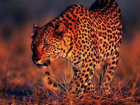 wild leopard walk