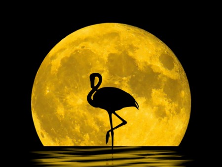 Heron on moon