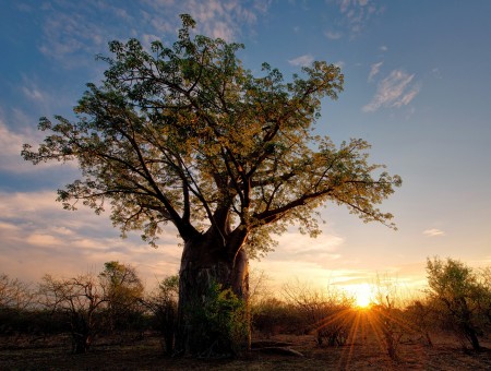 Africf baobab
